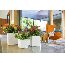 Interiörscen med tre fyrkantiga blomkrukor med blommande bromeliadväxter.
