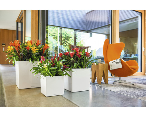 Interiörscen med tre fyrkantiga blomkrukor med blommande bromeliadväxter.