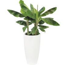 Bananplanta i vit blomkruka