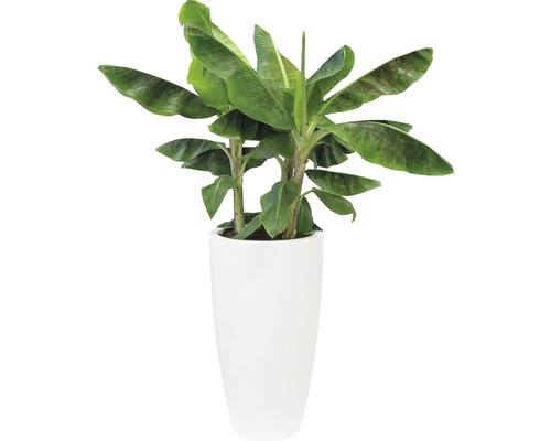 Bananplanta i vit blomkruka