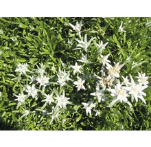 Edelweissplanta med stjärnformade blommor och gröna blad.