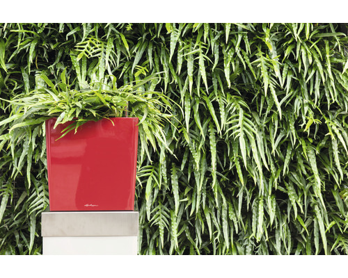 Röd planteringslåda med ormbunke framför växtvägg