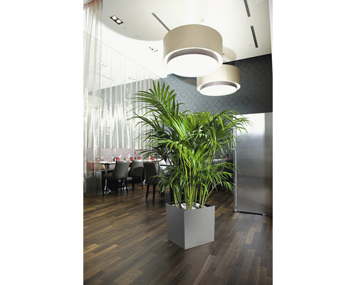 Inomhusväxt i grå fyrkantig planteringslåda i ett rum med bord