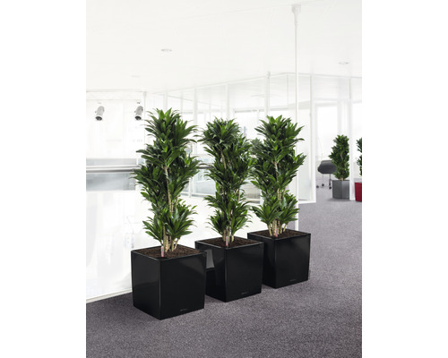 Tre drakträd i svarta krukor i ett ljust kontorsrum.