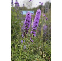 Rosenstav FLORASELF Liatris spicata 5-30cm co 0,5L