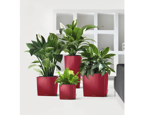 Olika krukväxter i krukor i rummet