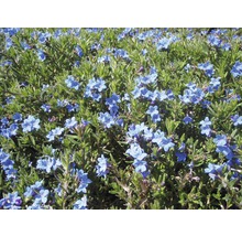 Blommande ljungväxt med blå blommor