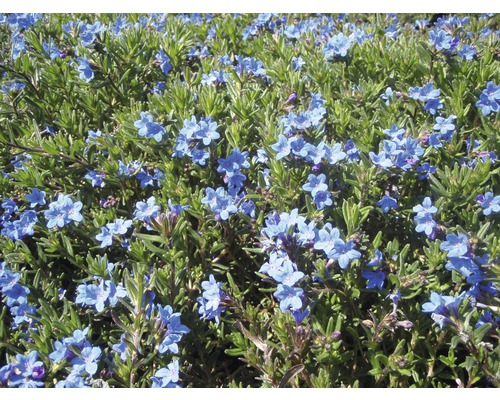 Bergstenfrö FLORASELF Lithodora diffusa 'Heavenly Blue' 5-20cm co 0,5L