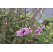 Blomställning av fackelblomster