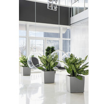Självvattnade blomkruka LECHUZA Cube 50 plast silver inkl. substrat