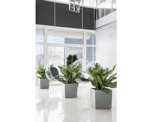 Ljus interiör med växter i planteringskärl och hängstolar.