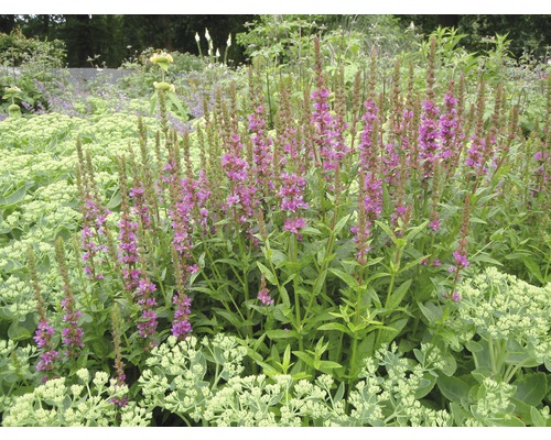 Fackelblomster Lythrum salicaria 'Robert' 5-60cm Co 0,5L