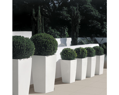 Rad med fyrkantiga planteringskärl med sfäriska växter för utomhusbruk