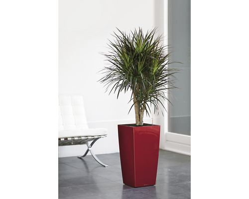 Drakträd i en röd blomkruka inomhus.