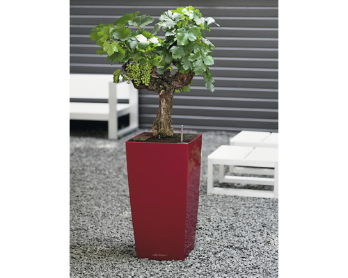 Vinranka med gröna druvor i planteringskärl för trädgården