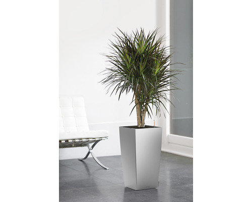 Drakträd i en planteringslåda i ett ljust rum