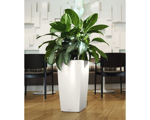 Inomhusväxt i en vit blomkruka på golvet