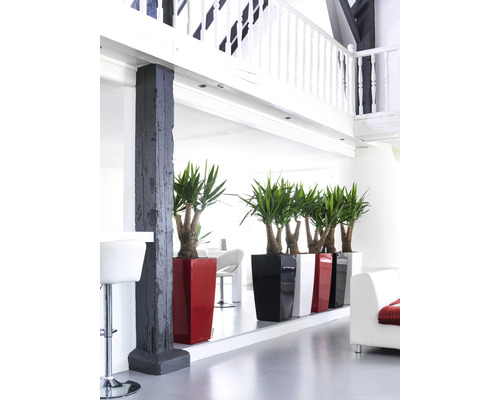 Ljust rum med dekorativa krukväxter i planteringskärl