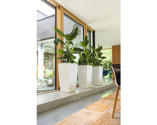 Tre växter i vita, höga planteringskärl står vid ett fönster.