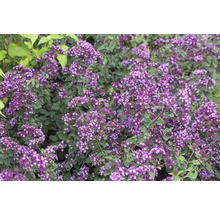 Mejram FLORASELF Origanum-sorten 'Rosen Kuppel' 5-20cm Co 0,5