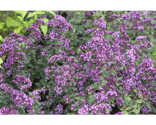 Mejram FloraSelf Origanum-sorten 'Rosen Kuppel' 5-25cm co 0,5