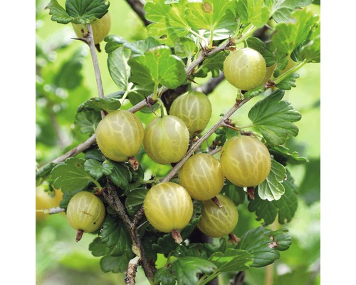Gula krusbär FLORASELF Bio Ribes uva-crispa 'Hinnonmäki gul' ca 140cm Co 5L