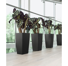 Självvattnade blomkruka LECHUZA Cubico 40 H 75cm antracit inkl. substrat