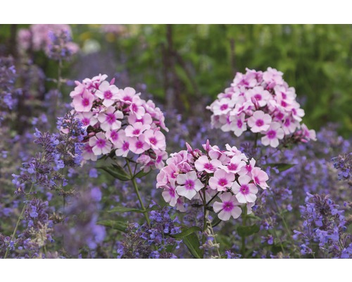 Höstflox FLORASELF Phlox paniculata 'Bight Eyes' 5-30cm Co 0,5L