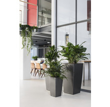 Självvattnade blomkruka LECHUZA Cubico 40 H 75cm antracit inkl. substrat