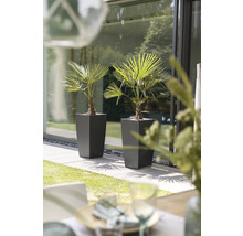 Självvattnade blomkruka LECHUZA Cubico 40 H 75cm antracit inkl. substrat