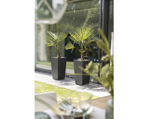 Två palmer i planteringskärl på en terrass