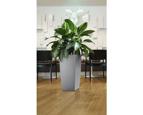 Växt i en grå, fyrkantig blomkruka inomhus.