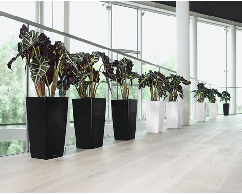 Rad med krukväxter i svarta och vita planteringskärl framför ett stort fönster