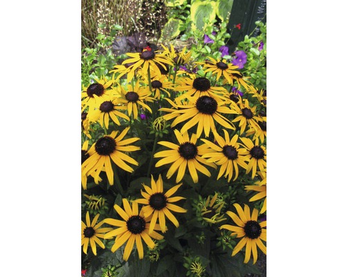 Strålrudbeckia FLORASELF Rudbeckia fulgida Little Gold Star® 20-50 cm co 3L Gula rudbeckia blommor i en rabatt