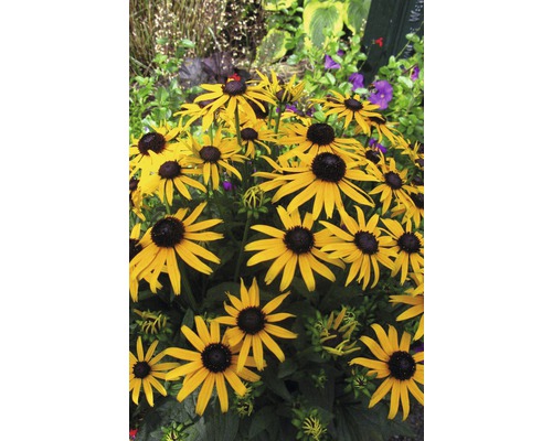 Strålrudbeckia FLORASELF Rudbeckia fulgida Little Gold Star® 20-50 cm co 3L