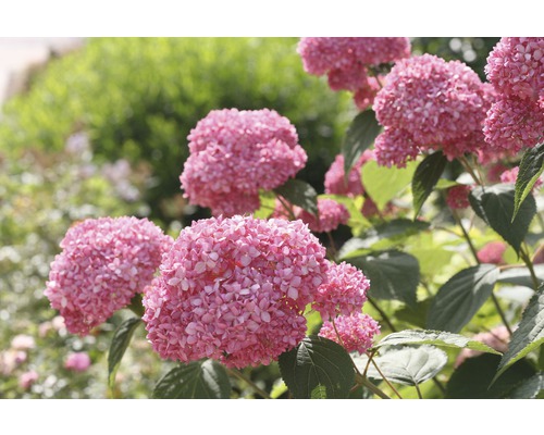 Vidjehortensia FLORASELF Hydrangea arborescens Pink Annabelle 15-30cm co 3L Närbild av en rosa klotformig hortensia i trädgården