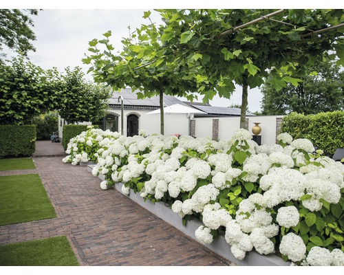 Vidjehortensia FLORASELF Hydrangea arborescens Strong Annabelle 15-30cm co 3L Trädgård med hortensiabädd, träd, gräsmatta och stenlagd gångväg