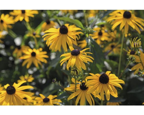 Grupp av Rudbeckia blommor i trädgården.
