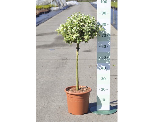 Vitbrokig klätterbenved uppstammad FLORASELF Euonymus fortunei Emerald Gaiety halvstam 40cm 60-80cm co 6L