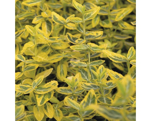 Gulbrokig klätterbenved uppstammad FLORASELF Euonymus fortunei Emerald'n Gold halvstam 40cm 60-80cm co 6L