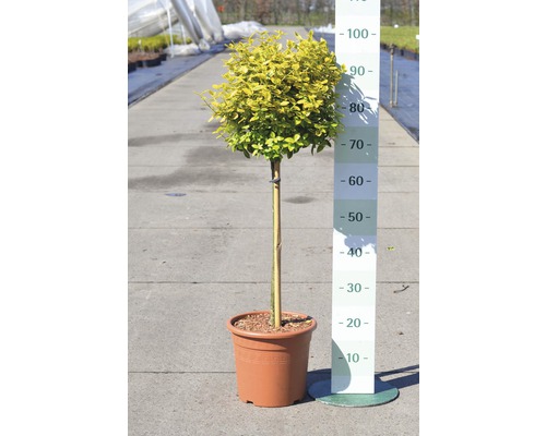 På bilden visas en klotformad liguster i kruka.