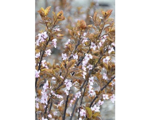 Blommande prydnadsbuske i trädgården