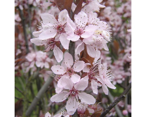 Närbild av prydnadskörsbärsblommor
