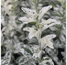 Städsegrön benved med variegerade blad
