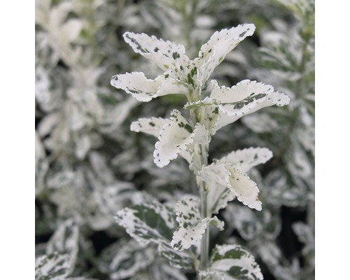 Städsegrön benved med variegerade blad