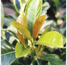 Lagerhägg FLORASELF Prunus laurocerasus Etna® 80-100 cm co 15L-thumb-5