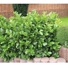 Lagerhägg FLORASELF Prunus laurocerasus Etna® 80-100 cm co 15L-thumb-2