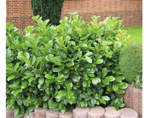 Lagerhägg i trädgården