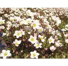 Mattbräcka med små vita blommor