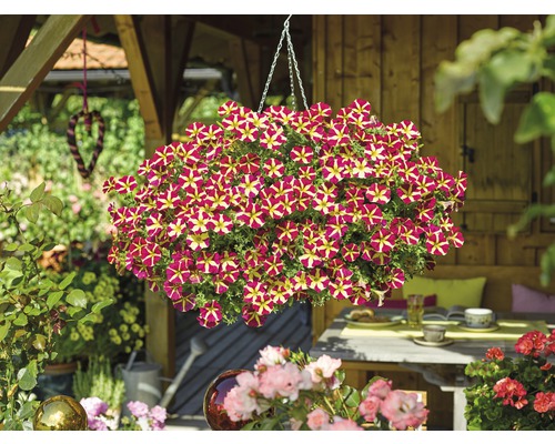 Hängpetunia med rödgula blommor i en trädgårdsscen